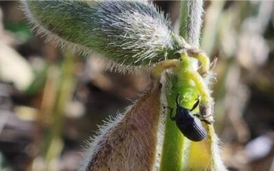 Por primera vez se detectó picudo negro de la soja; fue en Córdoba, Argentina.
