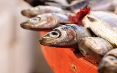 El pescado ya no es el plato principal en la mesa de los japoneses