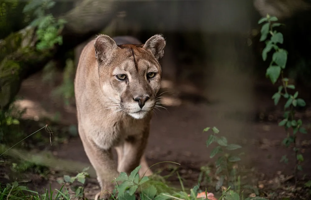 Bioparque M’Bopicuá de Montes del Plata volverá a abrir sus puertas a la comunidad.