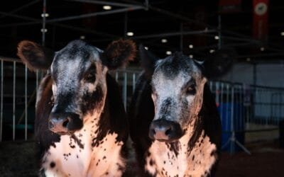 Expectativa por una nueva raza que entusiasma a los productores ganaderos argentinos.