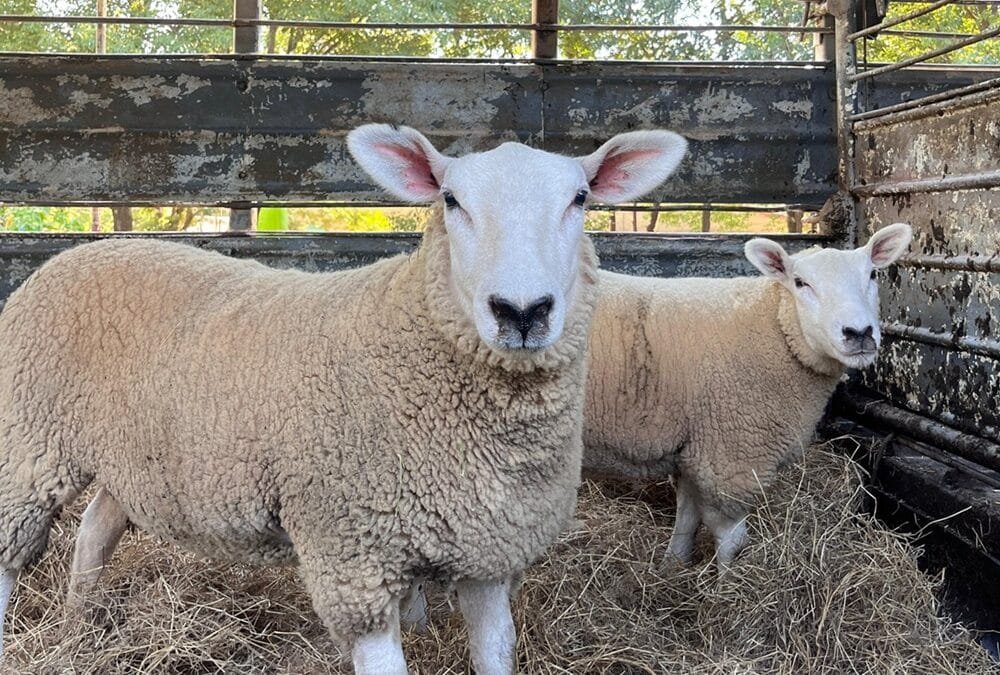 Paraguay celebró la primera exportación de Texel a Uruguay.
