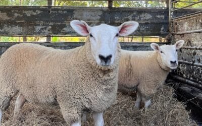 Paraguay celebró la primera exportación de Texel a Uruguay.