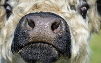 Con estabilidad volvió a subir el mercado ganadero.
