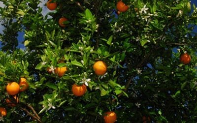 Resultados optimistas en la primera medición de la huella ambiental de la citricultura en Uruguay.