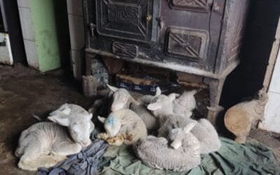 “En los próximos días las temperaturas mínimas tienden a subir”.