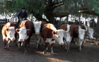 Con Cunietti & Cía., Cuchilla de Silvera mostró una pista dinámica y bien cotizada.