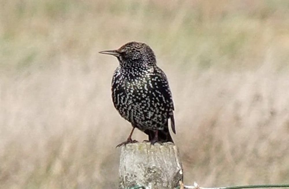Hermosa, pero invasora ave, podría ser declarada plaga nacional.