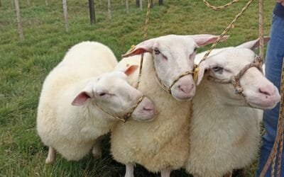 Frisona Milchschaf uruguaya se incorpora a Paraguay para mejorar el rodeo ovino.