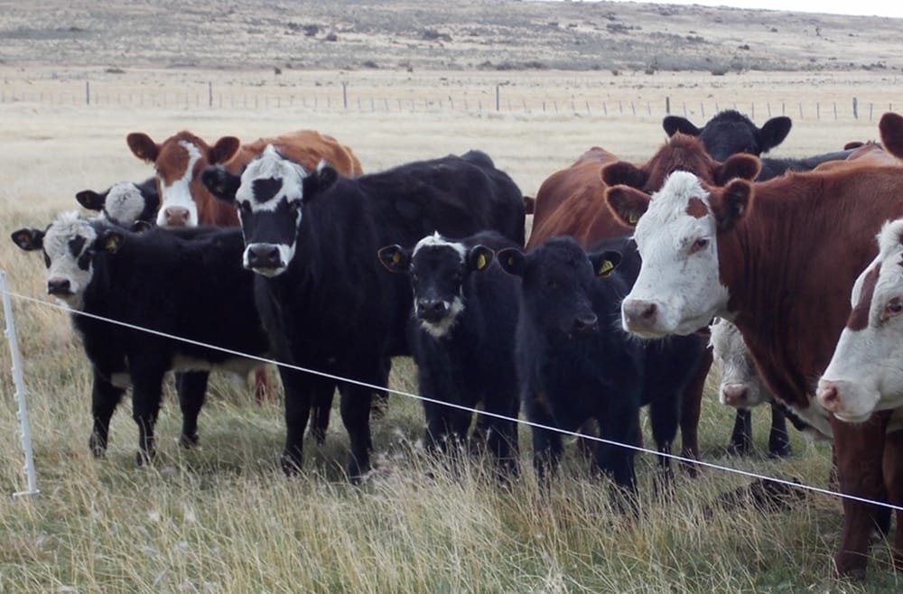 El 65% de los productores reporta garrapata, y el 48% bichera.