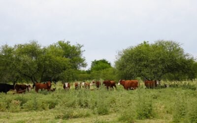 Nuevos requisitos para exportar carne a la UE: se deberá determinar que mercadería cumple con las exigencias europeas.