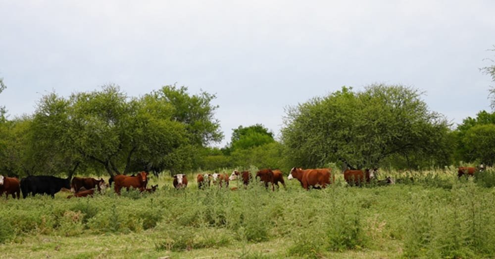 Nuevos requisitos para exportar carne a la UE: se deberá determinar que mercadería cumple con las exigencias europeas.