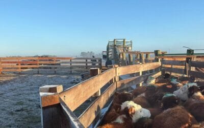 El 23 y 24 Plaza Rural festeja 24 años con un importante remate.