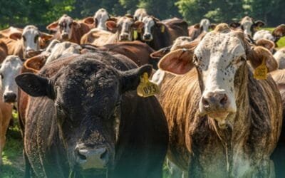 Se supera la crisis de la bichera y EE.UU. anuncia reapertura de frontera al ganado mexicano.