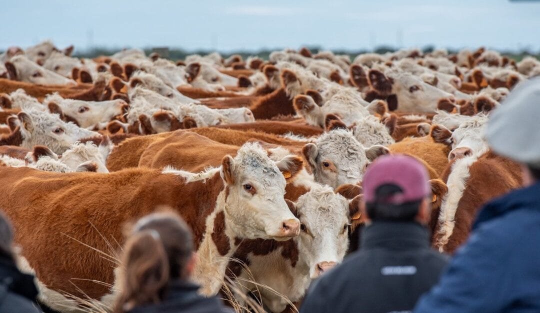 El 1° de agosto, Hereford realizará en Kiyú jornada sobre eficiencia e innovación, con varios disertantes.