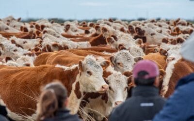 El 1° de agosto, Hereford realizará en Kiyú jornada sobre eficiencia e innovación, con varios disertantes.