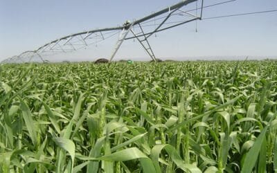 Regadores Unidos: el mejor año para el maíz bajo riego.
