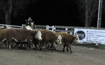 Remate de Montero & Fernández: en gélida jornada, la surtida oferta se dispersó en el   Campanero.