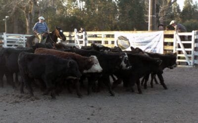 Montero & Fernández con una pista demandada y pareja en Campanero.