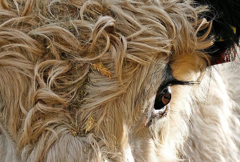 Gremiales del agro rechazan la suspensión de las exportaciones en pie.