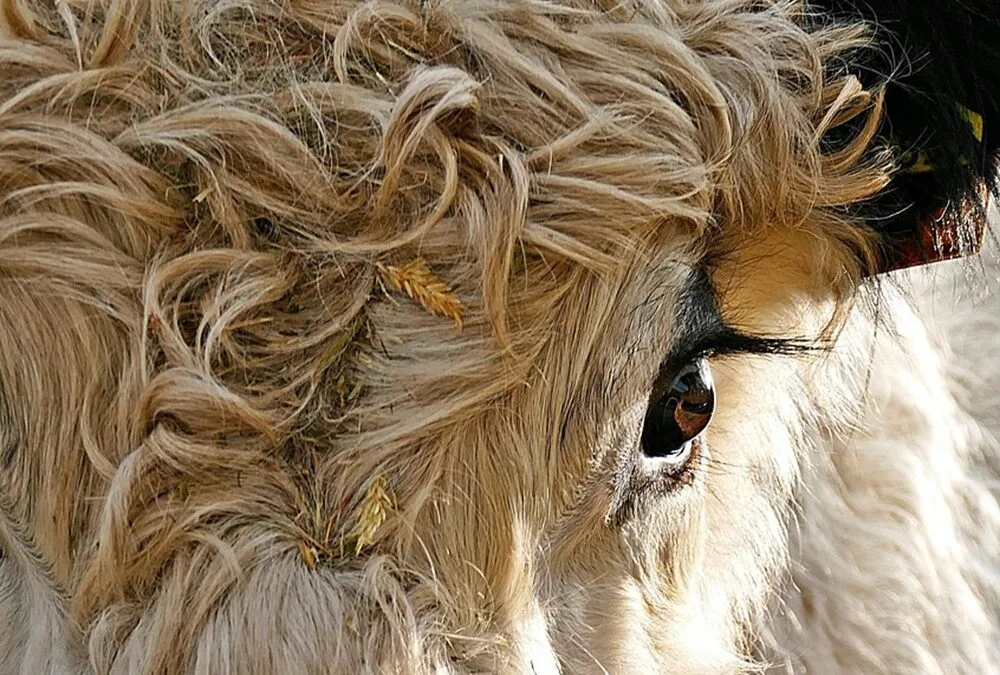 ACG. Febrero comenzó confirmando un escenario de firmeza y estabilidad.