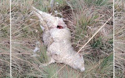 Nuevas autoridades, asumen los intendentes, pero no cambia nada.