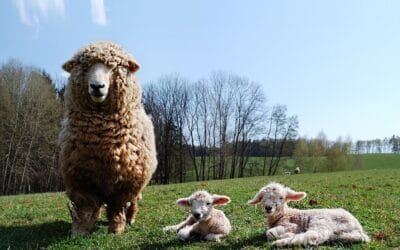 Una propuesta para pensar en el desarrollo de la producción ovina nacional. (Tercera parte).