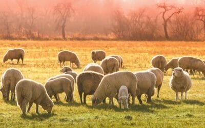 Una propuesta para pensar en el desarrollo de la producción ovina nacional.