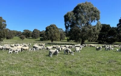 Una propuesta para pensar en el desarrollo de la producción ovina nacional. (Segunda parte).