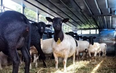 INIA investiga las características de las razas Dorper y Santa Inés.