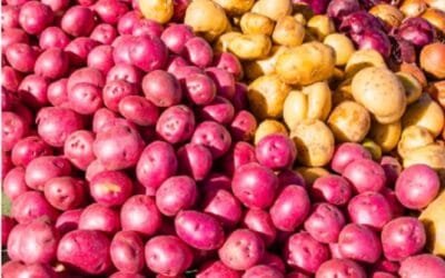 En otoño 2025 la papa incrementó el área en comparación a la zafra otoño 2024.