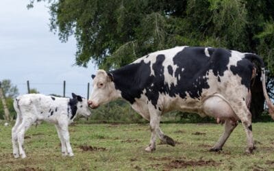 Hoy se presentan los resultados del Plan Mejores Vacas, primer semestre 2025.