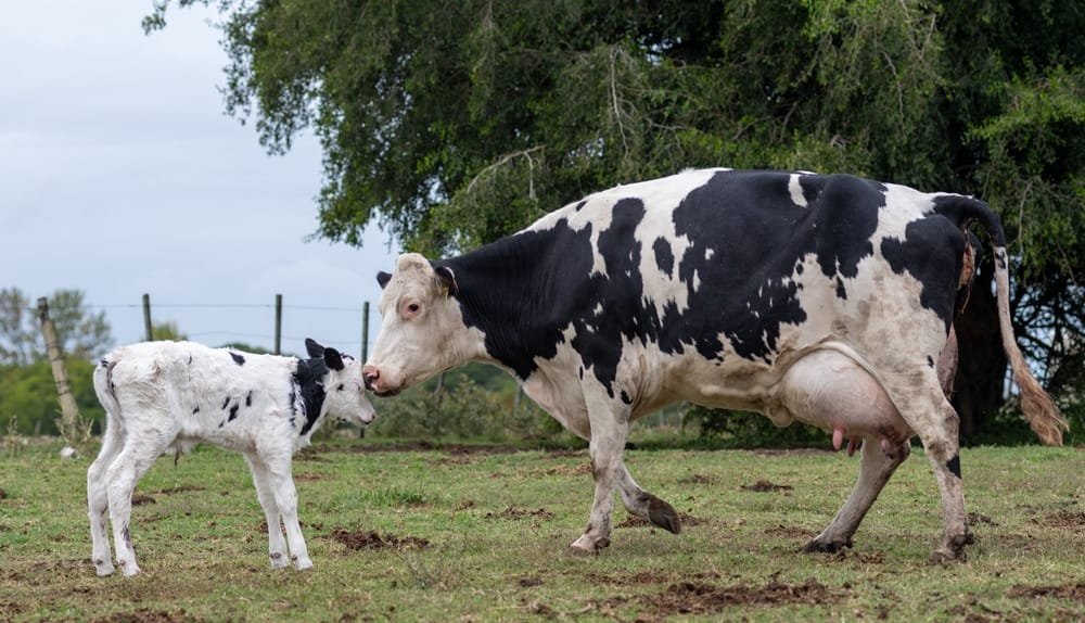 Hoy se presentan los resultados del Plan Mejores Vacas, primer semestre 2025.