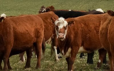 Desde las 08.30 de hoy, Lote 21 remata oferta de calidad.