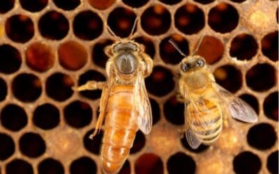 Continúan las investigaciones para conocer la causa de la muerte masiva de abejas.