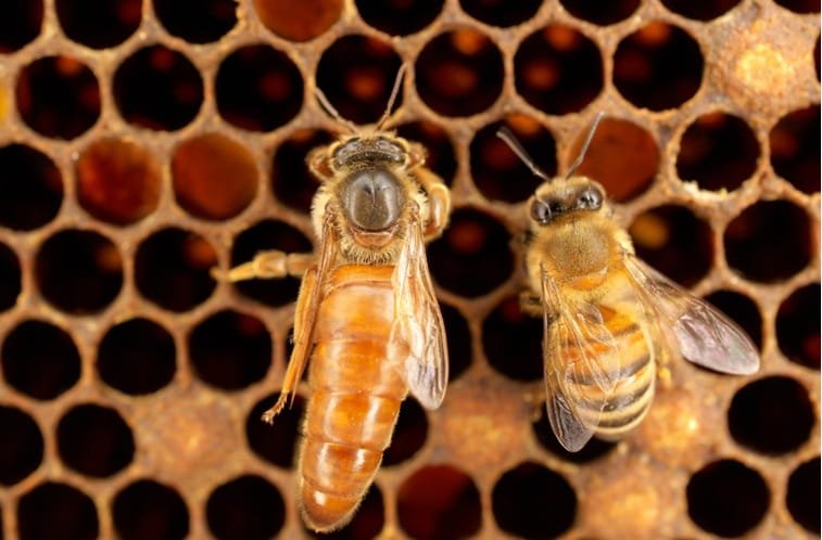 Nueva normativa regula la importación de abejas reinas en el país