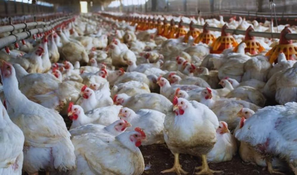 En Argentina las exportaciones de carne aviar crecieron 8%