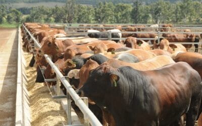 Argentina. El delicado equilibrio entre sostener la oferta de carne y recomponer stock.