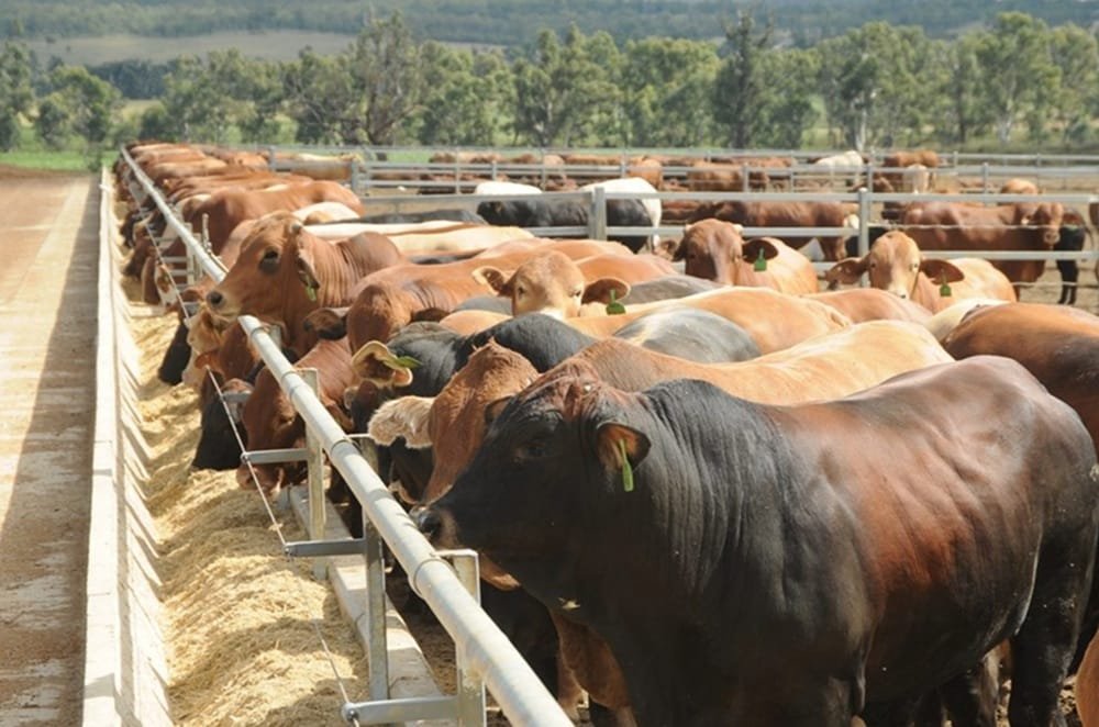 Argentina. El delicado equilibrio entre sostener la oferta de carne y recomponer stock.