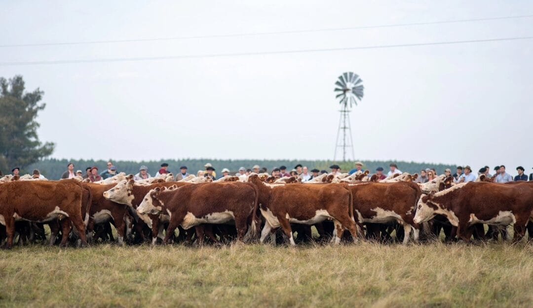 Hoy en Kiyú jornada Hereford con participantes destacados.
