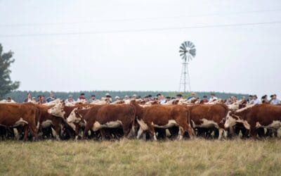 Hoy en Kiyú jornada Hereford con participantes destacados.