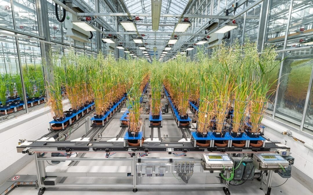 La inteligencia artificial y la biotecnología impulsan la próxima revolución en el desarrollo de cultivos resilientes