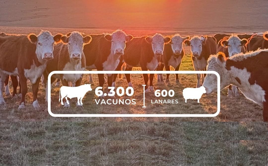 Desde las 09.00 horas de hoy, remate de Lote 21.