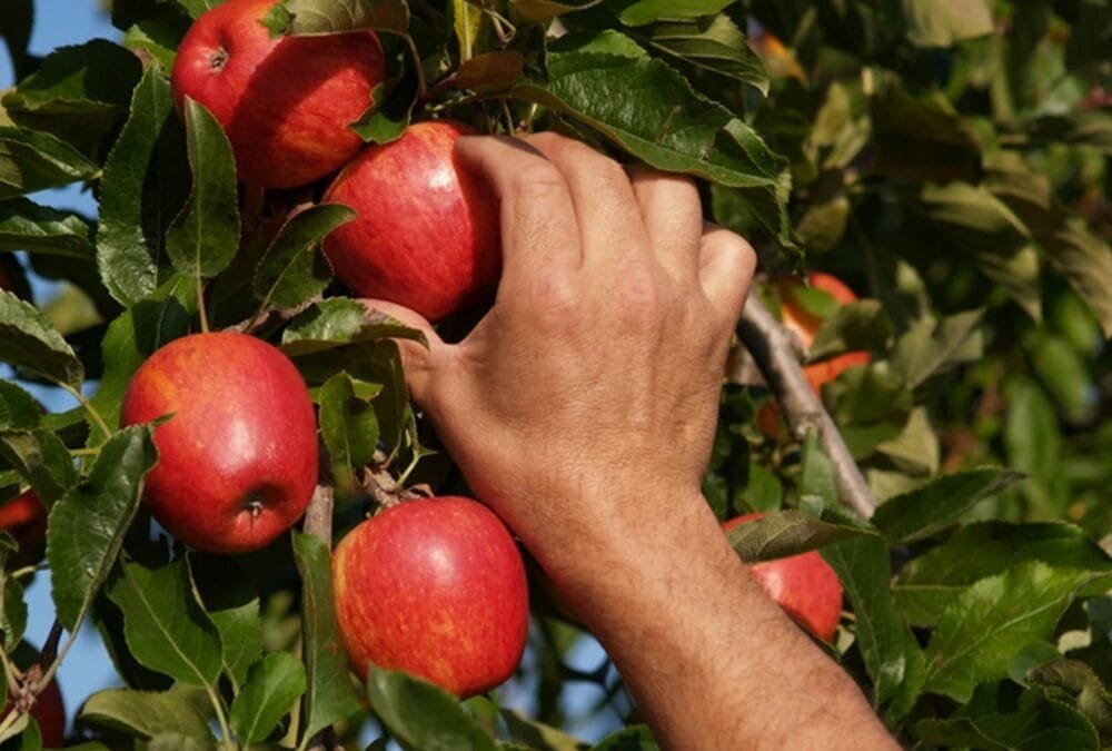 Llamado a monitoreadores para frutales de hoja caduca
