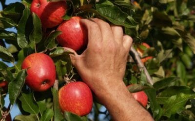 Llamado a monitoreadores para frutales de hoja caduca