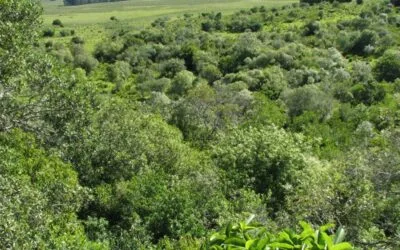 Dirección Forestal alerta sobre especies invasoras en los bosques nativos.