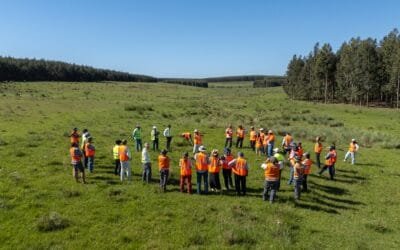 Montes del Plata y Supra impulsan pastoreo racional en predios forestales.