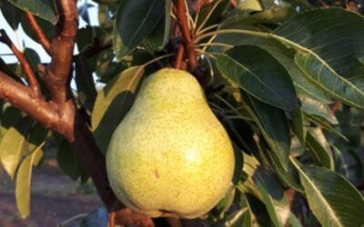 Mercado local con cambios en la oferta de pera.