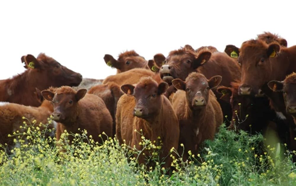 La Sociedad Rural Argentina se manifestó favorable a dejar de vacunar contra la aftosa.