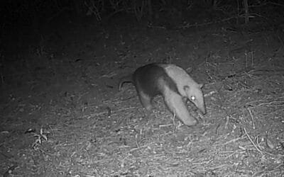 Por primera vez se registró un oso hormiguero chico en la Reserva Natural Salus.
