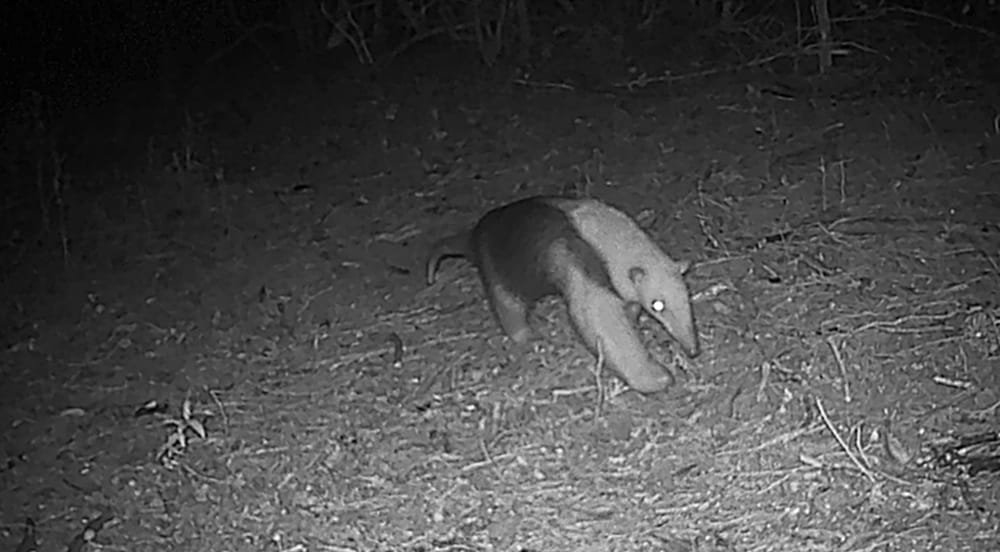 Por primera vez se registró un oso hormiguero chico en la Reserva Natural Salus.